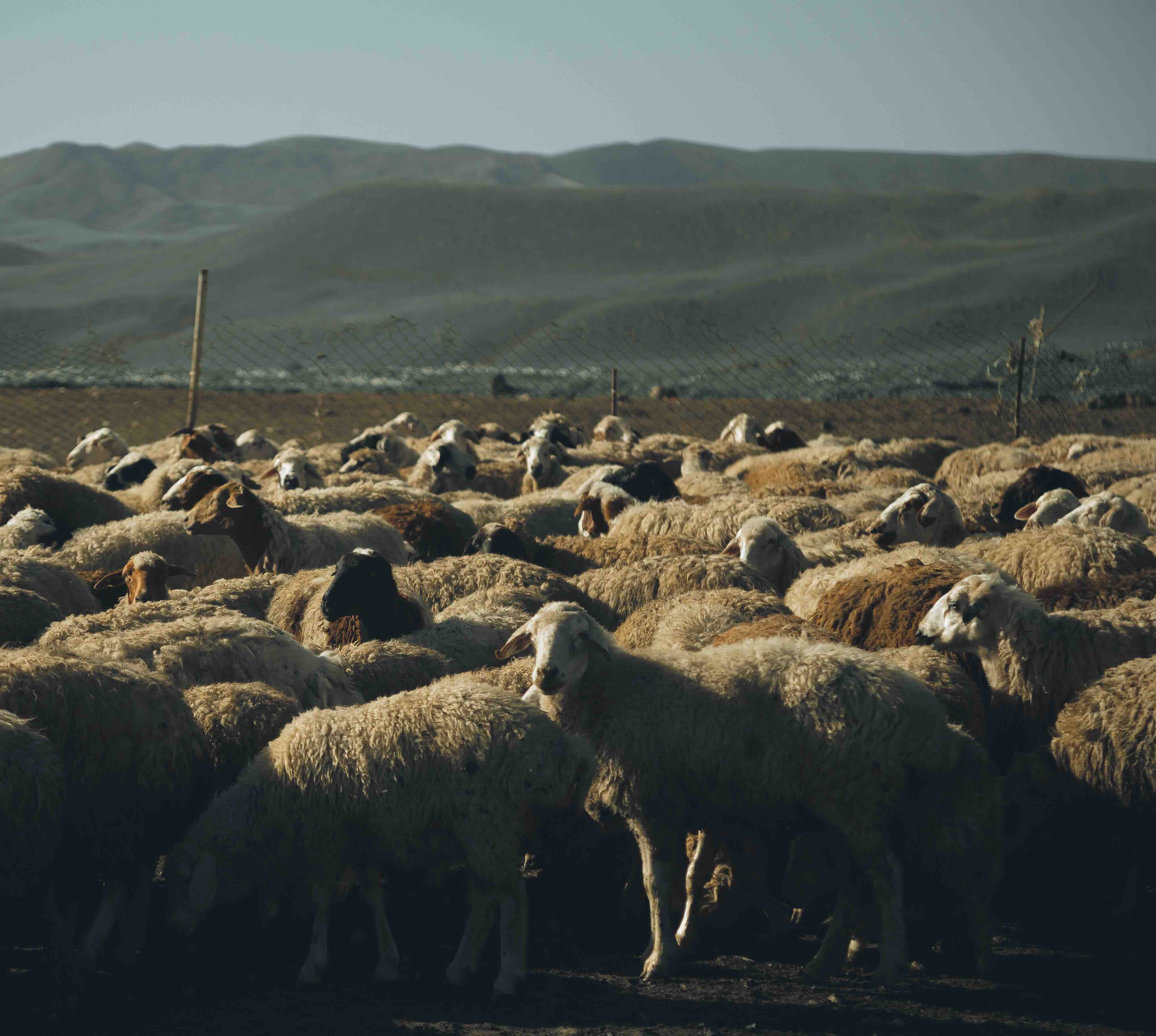 Local farm collaboration image